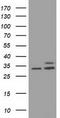Cytochrome B5 Reductase 3 antibody, TA501385S, Origene, Western Blot image 