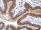 Praja Ring Finger Ubiquitin Ligase 2 antibody, PA5-35950, Invitrogen Antibodies, Immunohistochemistry frozen image 