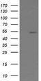 ETS Transcription Factor ERG antibody, LS-C174667, Lifespan Biosciences, Western Blot image 