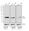 Mouse IgG (H+L) antibody, A28177, Invitrogen Antibodies, Western Blot image 