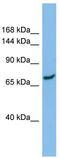 Solute Carrier Family 8 Member A1 antibody, TA334089, Origene, Western Blot image 