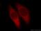 Calpain 1 antibody, 10538-1-AP, Proteintech Group, Immunofluorescence image 