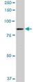  antibody, H00162333-D01P, Novus Biologicals, Western Blot image 