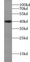 V-set and transmembrane domain-containing protein 1 antibody, FNab09456, FineTest, Western Blot image 