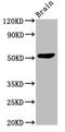 Solute Carrier Family 30 Member 10 antibody, CSB-PA747695LA01HU, Cusabio, Western Blot image 