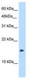 P antigen family member 1 antibody, TA339261, Origene, Western Blot image 