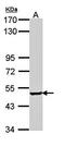 Sestrin 3 antibody, orb74290, Biorbyt, Western Blot image 