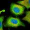 Cytosolic phospholipase A2 antibody, HPA050062, Atlas Antibodies, Immunofluorescence image 