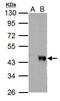Wnt Family Member 4 antibody, PA5-27321, Invitrogen Antibodies, Western Blot image 