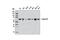 Lamin B1 antibody, 12586S, Cell Signaling Technology, Western Blot image 
