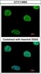 ArfGAP With FG Repeats 1 antibody, GTX114963, GeneTex, Immunocytochemistry image 