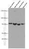 Cell Division Cycle 6 antibody, 66021-1-Ig, Proteintech Group, Western Blot image 