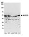 NudC Domain Containing 3 antibody, A304-866A, Bethyl Labs, Western Blot image 
