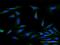 Mitochondrial Ribosomal Protein S34 antibody, H00065993-B01P, Novus Biologicals, Immunocytochemistry image 