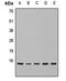 Ribosomal Protein S15a antibody, LS-C667667, Lifespan Biosciences, Western Blot image 