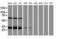 Centromere Protein H antibody, LS-C173513, Lifespan Biosciences, Western Blot image 