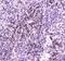He1 antibody, PA5-79755, Invitrogen Antibodies, Immunohistochemistry paraffin image 