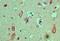 Cactin, Spliceosome C Complex Subunit antibody, PA5-23500, Invitrogen Antibodies, Immunohistochemistry frozen image 
