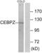 CCAAT Enhancer Binding Protein Zeta antibody, abx013575, Abbexa, Western Blot image 