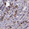 Zinc Finger And BTB Domain Containing 8B antibody, HPA055553, Atlas Antibodies, Immunohistochemistry frozen image 