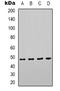 Cytochrome C Oxidase Assembly Factor Heme A:Farnesyltransferase COX10 antibody, LS-C368781, Lifespan Biosciences, Western Blot image 