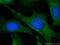 p18 antibody, 10960-1-AP, Proteintech Group, Immunofluorescence image 