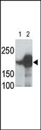 LDL Receptor Related Protein 5 antibody, AP13119PU-N, Origene, Western Blot image 