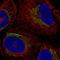 LanC Like 3 antibody, HPA076575, Atlas Antibodies, Immunocytochemistry image 
