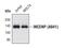 Inner Centromere Protein antibody, PA5-17200, Invitrogen Antibodies, Western Blot image 