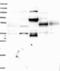 Solute Carrier Family 16 Member 14 antibody, NBP1-83542, Novus Biologicals, Western Blot image 