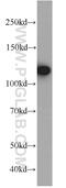 Elongation Factor Tu GTP Binding Domain Containing 2 antibody, 10208-1-AP, Proteintech Group, Western Blot image 