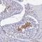 Proline Rich 22 antibody, NBP2-47320, Novus Biologicals, Immunohistochemistry frozen image 