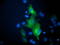 BECN1 antibody, TA502619, Origene, Immunofluorescence image 