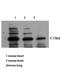 Neuregulin 3 antibody, A06681, Boster Biological Technology, Western Blot image 