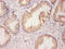 Endoplasmic reticulum resident protein 29 antibody, A51705-100, Epigentek, Immunohistochemistry paraffin image 