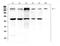 Insulin Like Growth Factor 2 Receptor antibody, A00951-1, Boster Biological Technology, Western Blot image 