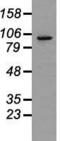 Prominin-2 antibody, M08947, Boster Biological Technology, Western Blot image 