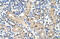 G Protein-Coupled Receptor 161 antibody, ARP42353_T100, Aviva Systems Biology, Immunohistochemistry frozen image 