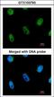 L3MBTL Histone Methyl-Lysine Binding Protein 1 antibody, LS-C185565, Lifespan Biosciences, Immunocytochemistry image 