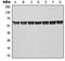 TNF Receptor Associated Factor 3 antibody, orb214703, Biorbyt, Western Blot image 