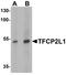 Transcription Factor CP2 Like 1 antibody, LS-B8821, Lifespan Biosciences, Western Blot image 