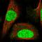 Chromosome 1 Open Reading Frame 52 antibody, HPA036072, Atlas Antibodies, Immunofluorescence image 