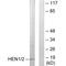 Nescient Helix-Loop-Helix 1 antibody, A11308, Boster Biological Technology, Western Blot image 