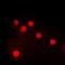 Jun Proto-Oncogene, AP-1 Transcription Factor Subunit antibody, LS-C368395, Lifespan Biosciences, Immunofluorescence image 