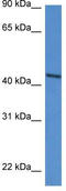 D-Aspartate Oxidase antibody, TA343143, Origene, Western Blot image 
