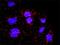 Mitotic checkpoint serine/threonine-protein kinase BUB1 beta antibody, H00000701-M02, Novus Biologicals, Proximity Ligation Assay image 
