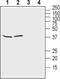 Potassium Voltage-Gated Channel Subfamily J Member 10 antibody, PA5-77658, Invitrogen Antibodies, Western Blot image 