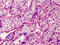 Growth Differentiation Factor 15 antibody, TA318039, Origene, Immunohistochemistry frozen image 