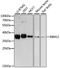 RNA Binding Motif Protein 11 antibody, A13216, ABclonal Technology, Western Blot image 