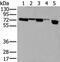 Negative elongation factor A antibody, PA5-67544, Invitrogen Antibodies, Western Blot image 